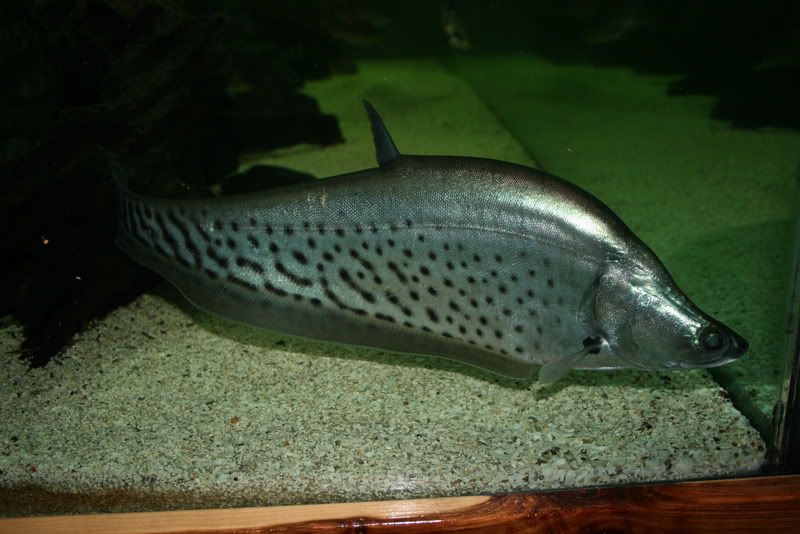 Royal Knifefish