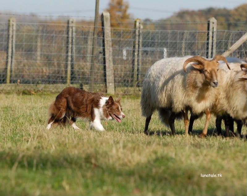 Luna Tale,training,herding,schapen,drijven