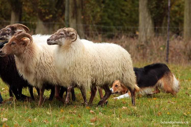 Luna Tale,trial,schapen,drijven,herding