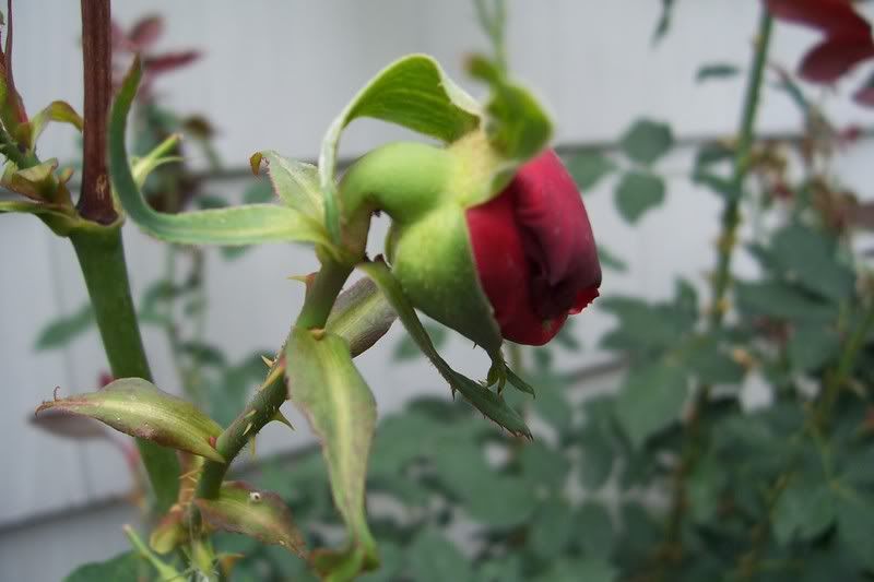 Why do my rose buds hang sideways? (pics)