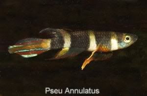 PesuAnnulatus.jpg?t=1261284470