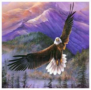 Eagle soaring Pictures, Images and Photos