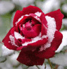 Snow Rose Pictures, Images and Photos
