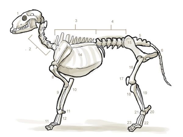 generic-skeleton-whole.jpg