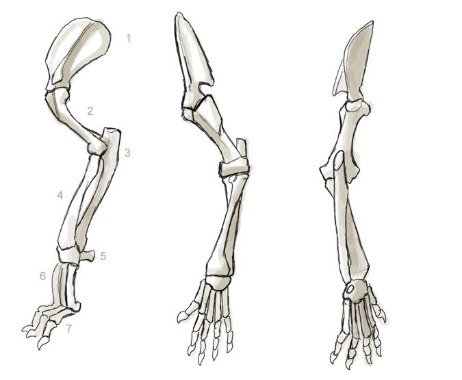 Skeletal Arm Diagram