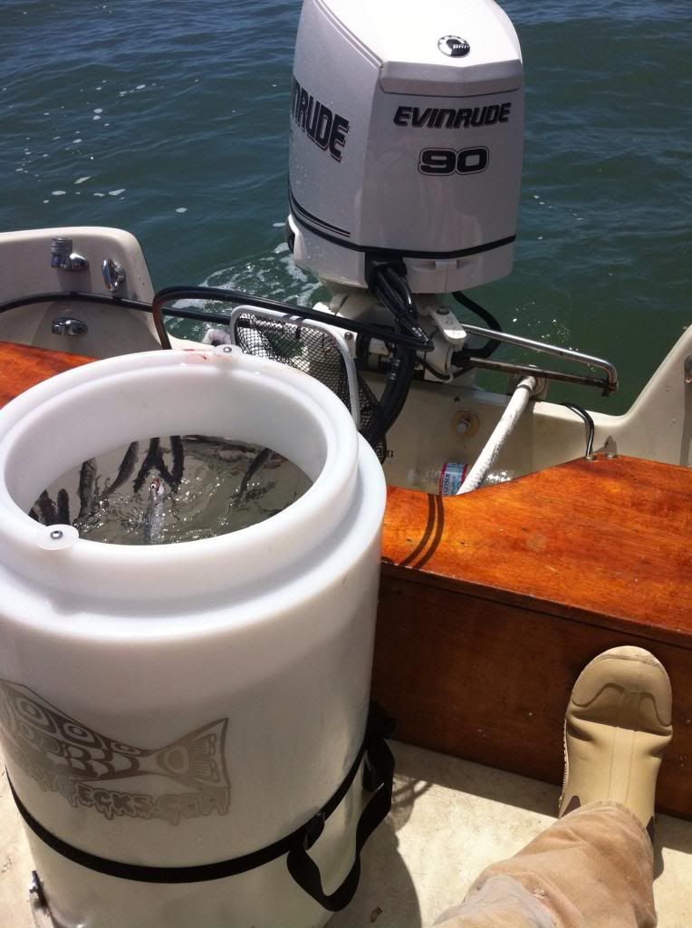 87 whaler Montauk bait tank help Bloodydecks