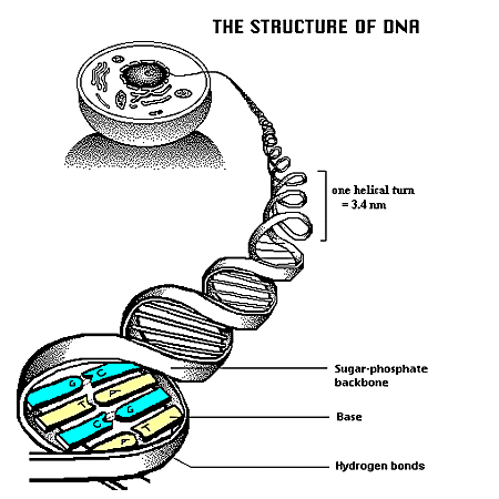 http://i22.photobucket.com/albums/b321/siriarc/DNAdoublehelicalmolecule.gif