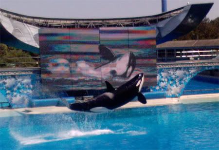 believe - killer whale shamu in san diego jumping out of the water