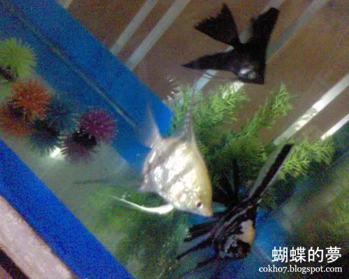 angelfishes - black, silver, gold - clow reed, watanuki, and doumeki