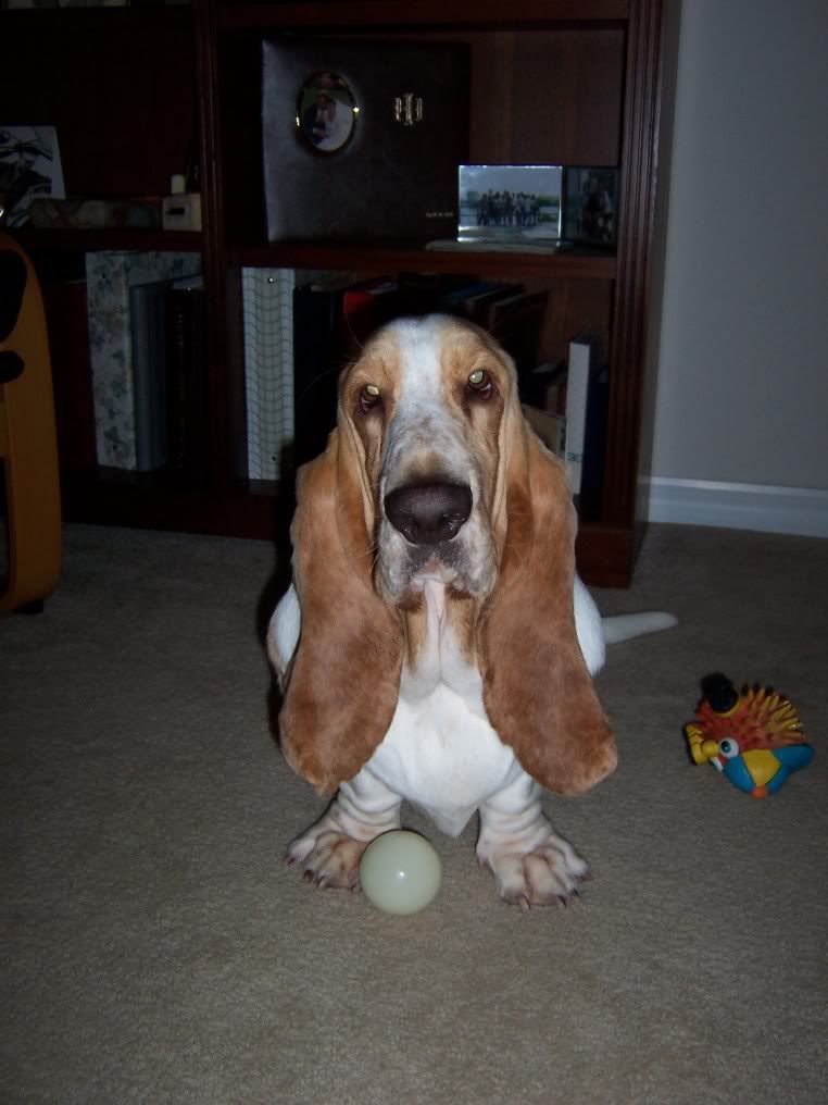 You want to see some jowls????? Basset Hounds Forum