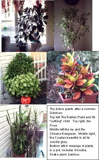 Fall Flowers To Plant