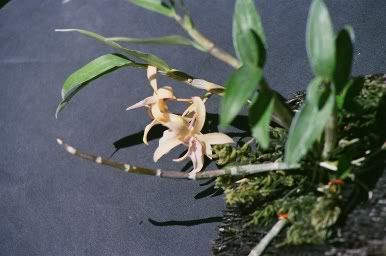 Dendrobium Chinsai