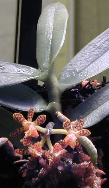 Gastrochilus calceolaris