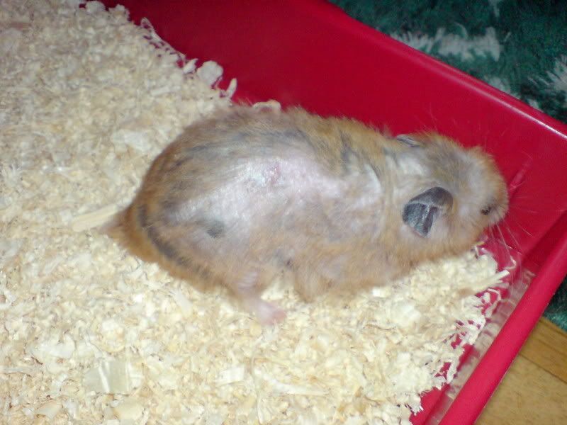 a sick hamster
