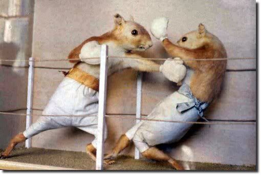 Mice Boxing