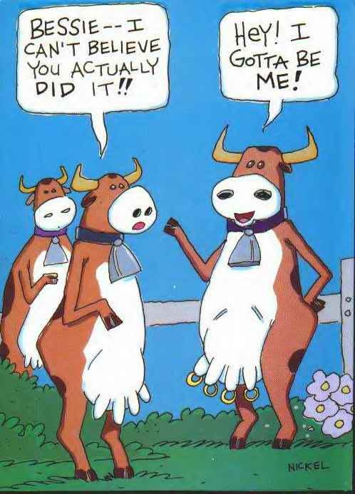 CowWithPiercedNipples.jpg