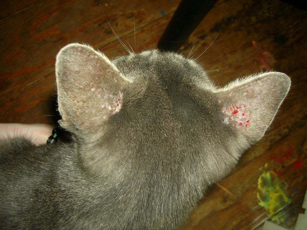Wounds on my cat's ears Cat Forum Cat Discussion Forums