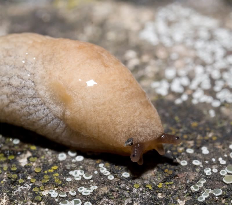 slug.jpg