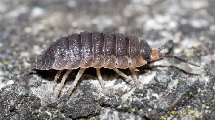 woodlouse3.jpg