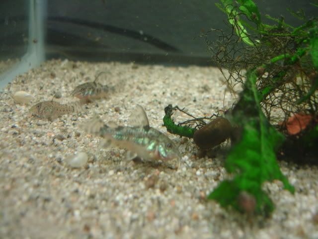 Bichir Eggs