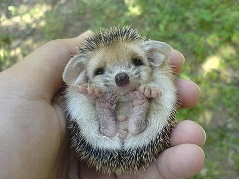 Hedgehog2.jpg