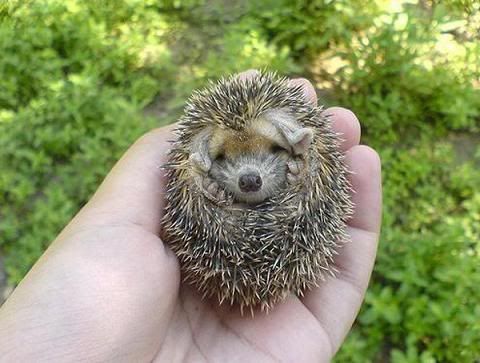 Baby Hedgehog Pictures on Baby Hedgehog Cuteness Overload   Rabbits United Forum