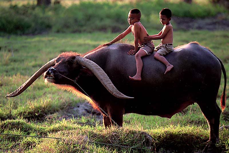 รูปภาพ