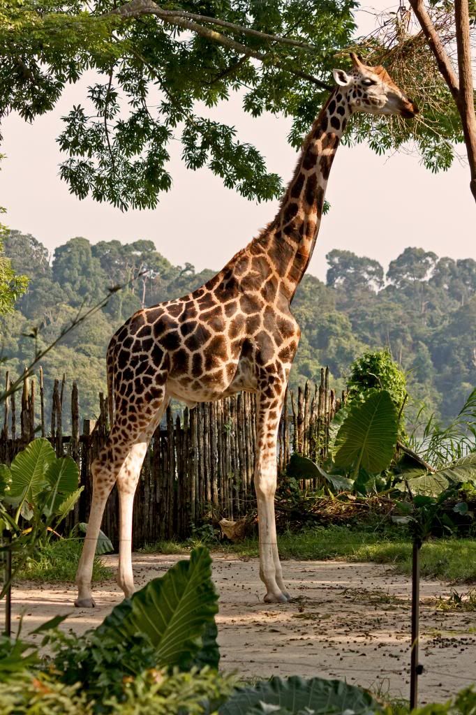 IMAGE: http://i22.photobucket.com/albums/b326/gamalielcruz/Singapore%20Zoo/IMG_5656.jpg