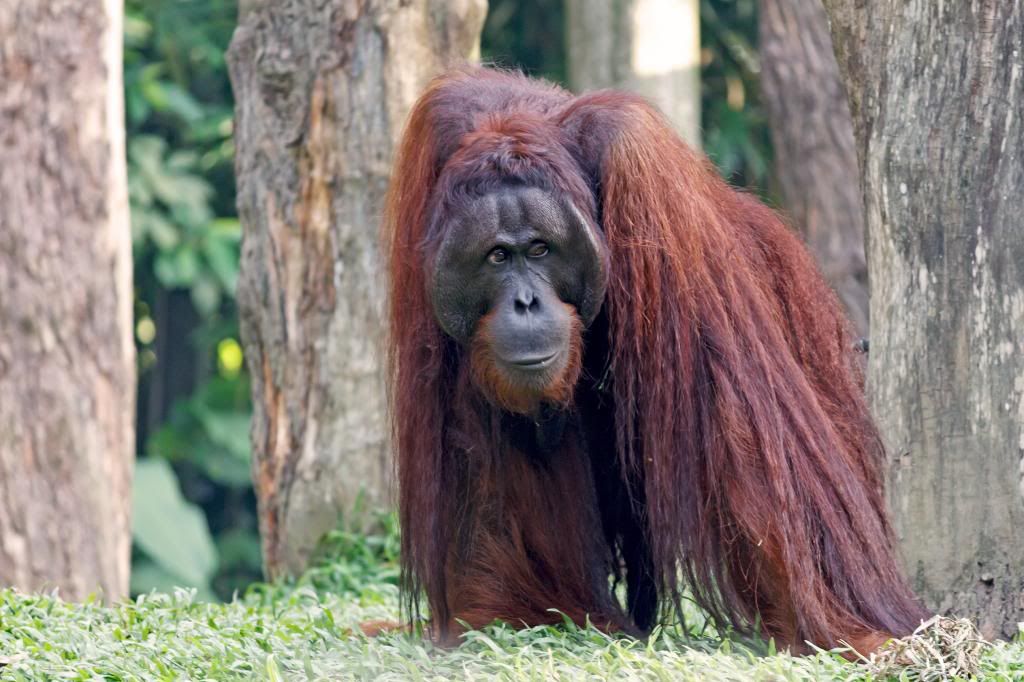 IMAGE: http://i22.photobucket.com/albums/b326/gamalielcruz/Singapore%20Zoo/IMG_5718.jpg
