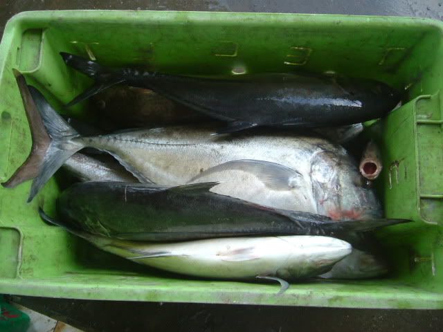 KKfish1.jpg