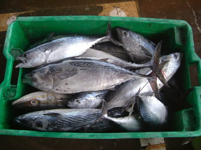 KKfish2.jpg