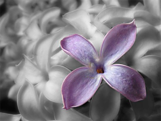 violetas.jpg Flower image by j00wish