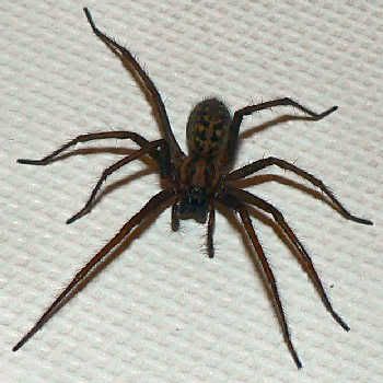 [http://i22.photobucket.com/albums/b329/Cmd598/giant-house-spider.jpg]