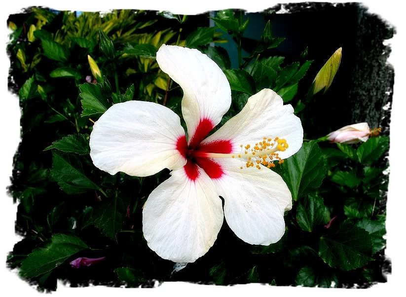 IMAGE: http://i22.photobucket.com/albums/b329/aquaticdesigns/Img_1366b.jpg