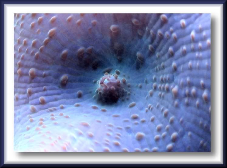 IMAGE: http://i22.photobucket.com/albums/b329/aquaticdesigns/Mushroom.jpg