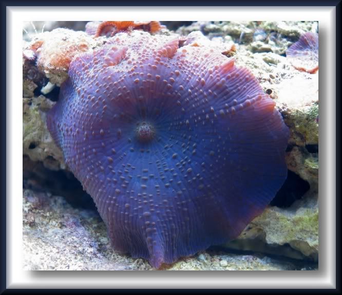 IMAGE: http://i22.photobucket.com/albums/b329/aquaticdesigns/Shroom.jpg