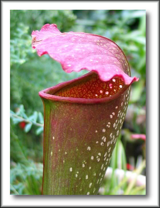 IMAGE: http://i22.photobucket.com/albums/b329/aquaticdesigns/Weird.jpg