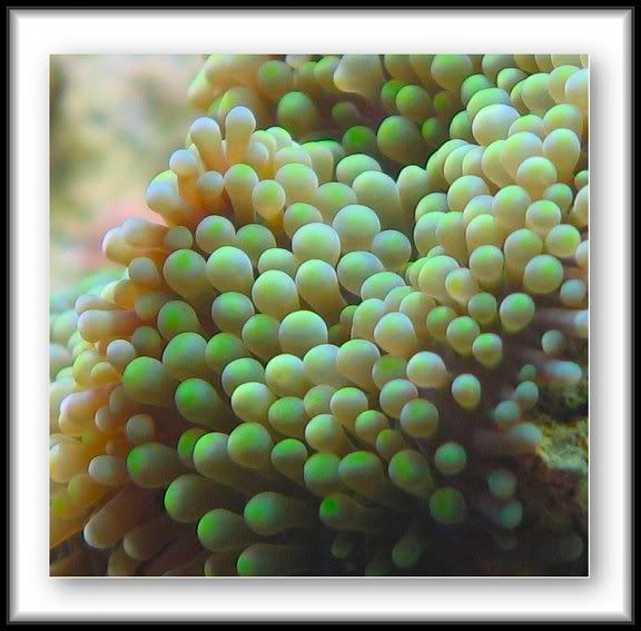 IMAGE: http://i22.photobucket.com/albums/b329/aquaticdesigns/ric.jpg