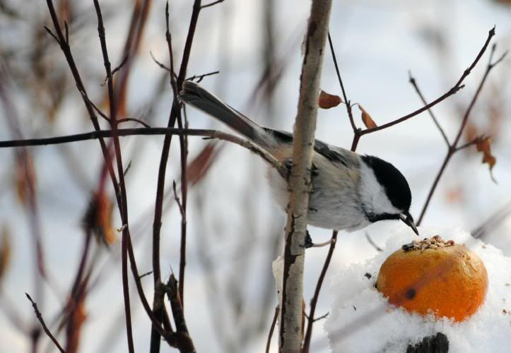 nikonbird.jpg