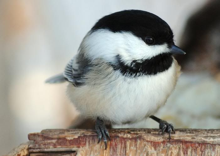 nikonbirdies.jpg