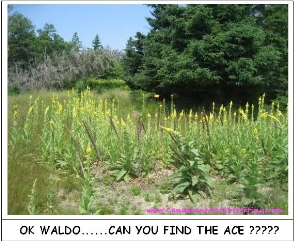 waldoace2.jpg~original