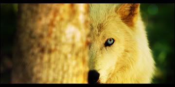 [Image: Blueeyedwolfcopy.jpg]