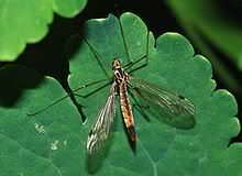 220px-Tipulidae_April_2008-2.jpg