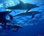 dolphins.jpg