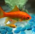 goldfish-in-a-tank-with-blue-rocks.jpg
