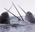 narwhals.jpg