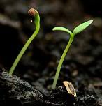 seed_sprout.jpg