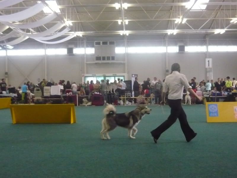 worlddogshow005.jpg