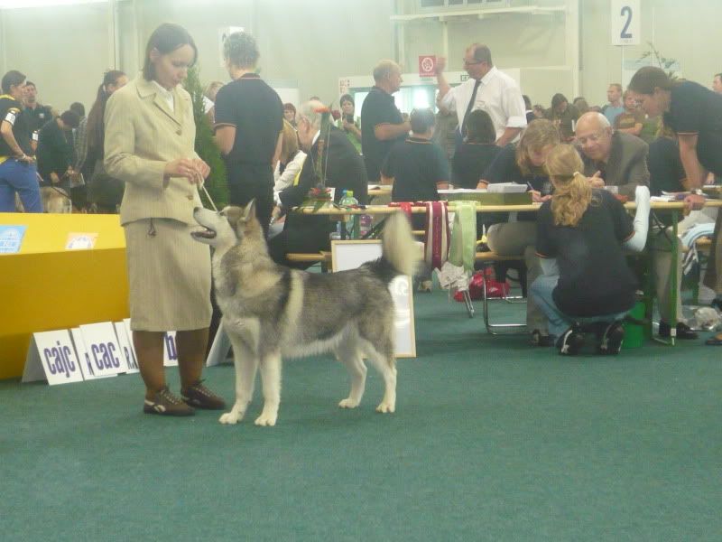 worlddogshow011.jpg