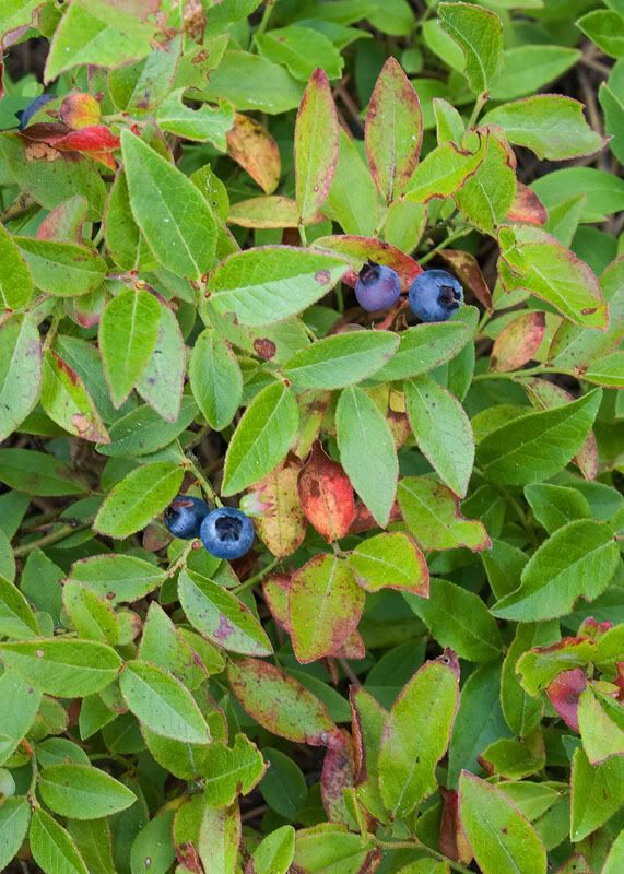 Almost as many berries as there are poison ivy plants. MV Berries Primer